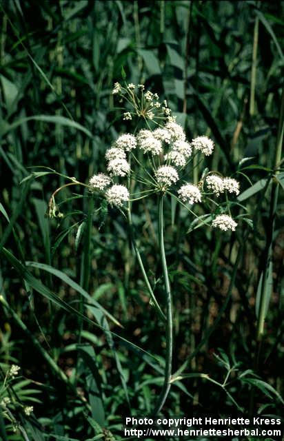 Photo: Cicuta virosa 6.