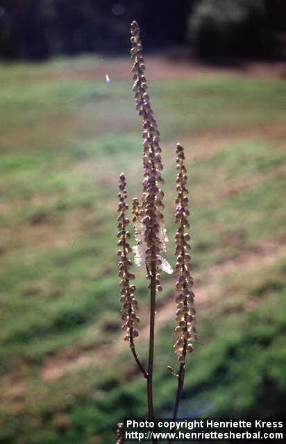 Photo: Cimicifuga racemosa.