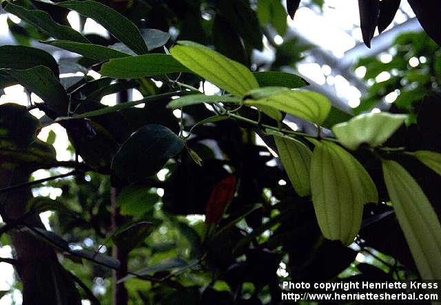 Photo: Cinnamomum aromaticum 1.