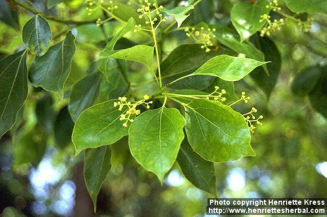 Photo: Cinnamomum camphora 2.