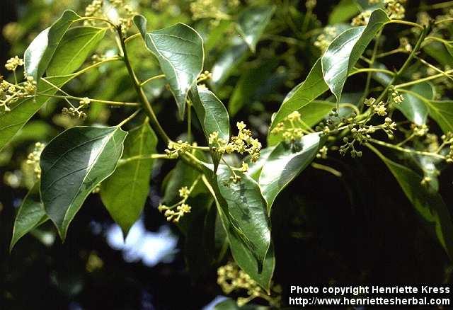 Photo: Cinnamomum camphora 7.