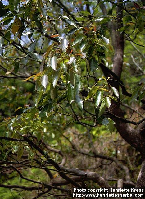 Photo: Cinnamomum camphora.