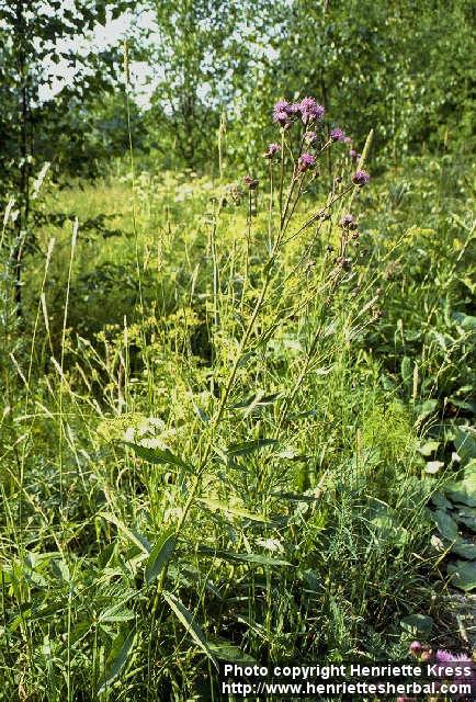 Photo: Cirsium arvense 1.