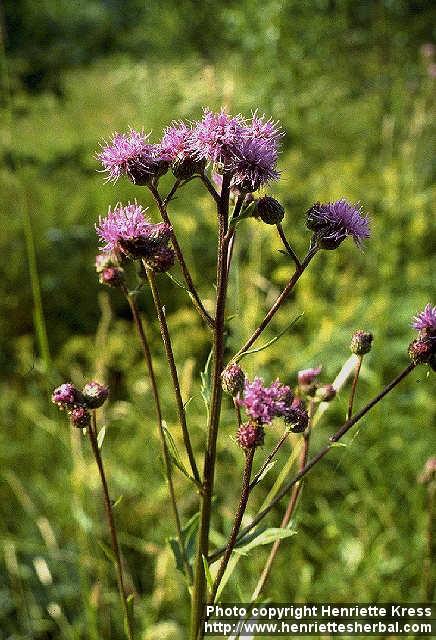 Photo: Cirsium arvense 3.