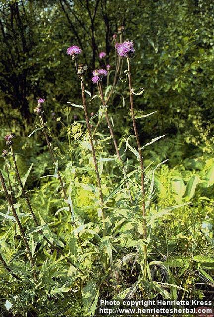 Photo: Cirsium arvense.