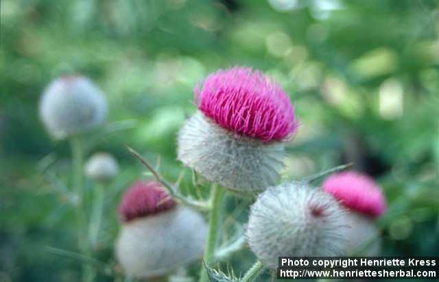 Photo: Cirsium eriophorum.