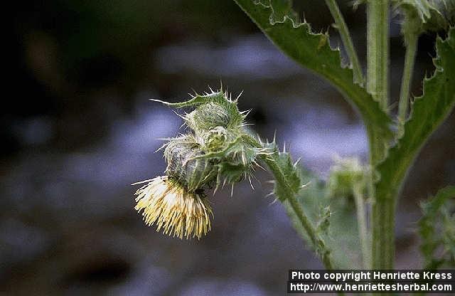 Photo: Cirsium remotifolium 1.