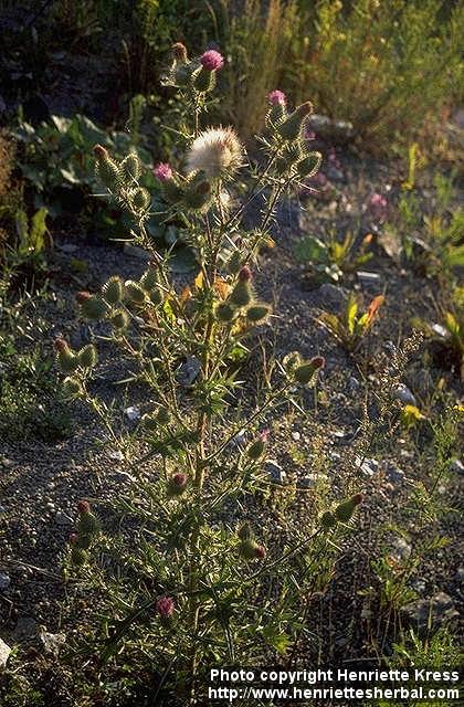 Photo: Cirsium vulgare 1.