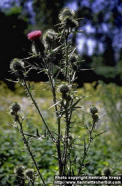 Photo: Cirsium vulgare 2.