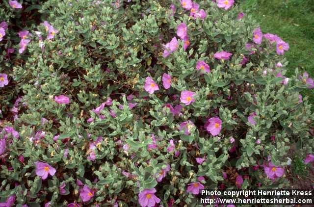 Photo: Cistus albidus 1.