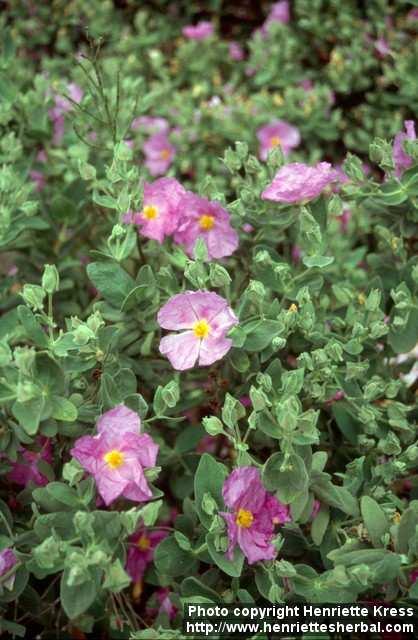 Photo: Cistus albidus.