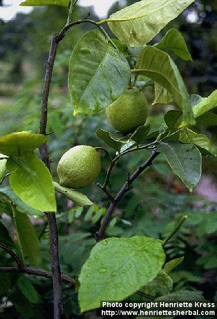 Photo: Citrus limon.