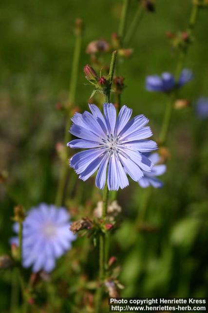 Photo: Cichorium intybus 9.