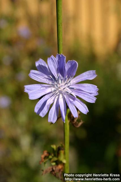 Photo: Cichorium intybus 11.