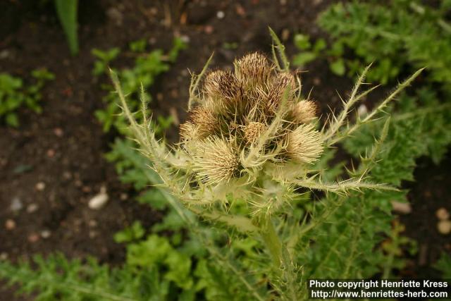 Photo: Cirsium spinosissimum 1.