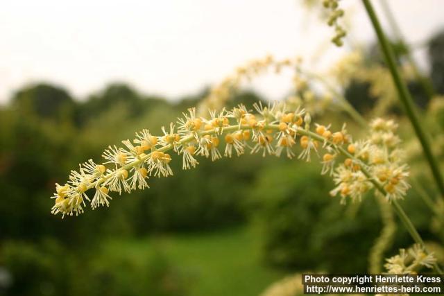 Photo: Cimicifuga europaea 2.