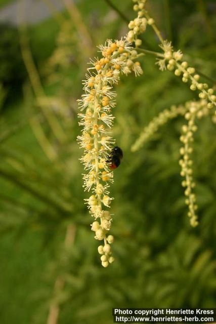 Photo: Cimicifuga europaea 4.