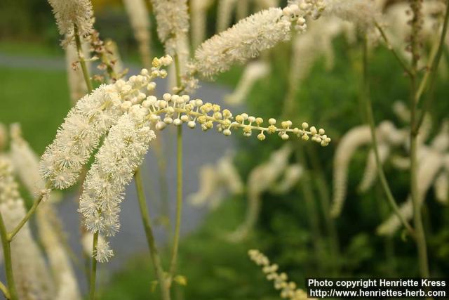 Photo: Cimicifuga racemosa 11.