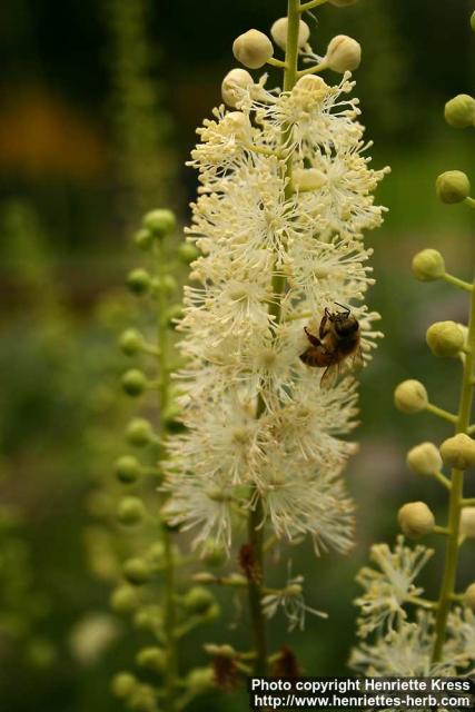 Photo: Cimicifuga racemosa 16.