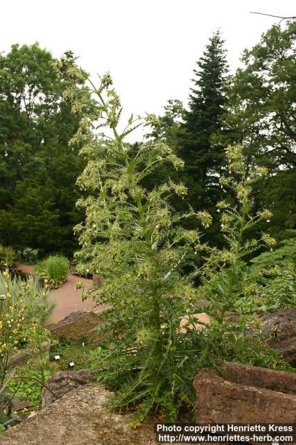 Photo: Cirsium candelabrum.