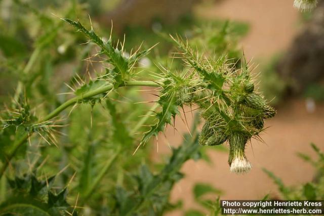 Photo: Cirsium candelabrum 2.