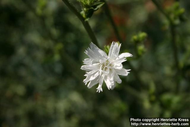 Photo: Cichorium intybus 14.