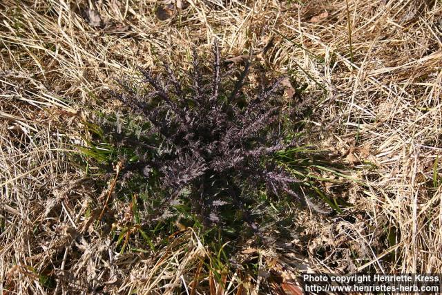 Photo: Cirsium palustre.