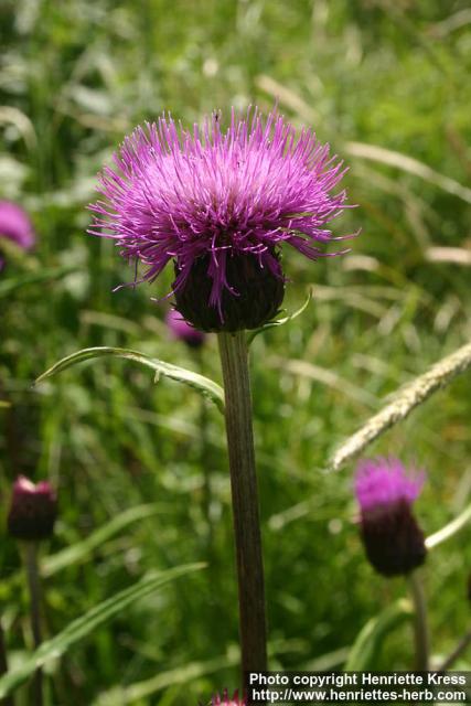 Photo: Cirsium helenioides 1.