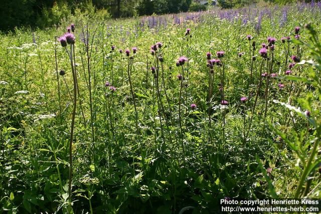 Photo: Cirsium helenioides 3.