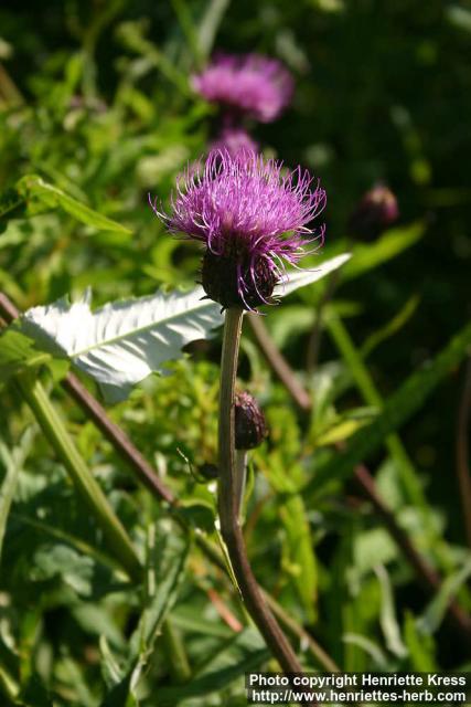 Photo: Cirsium helenioides 4.