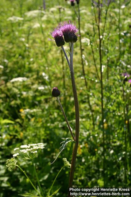 Photo: Cirsium helenioides 5.