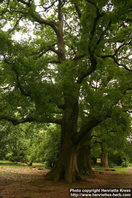 Photo: Cinnamomum camphora 08.