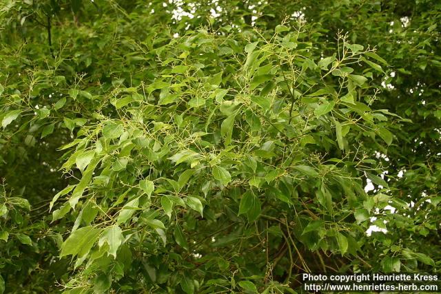 Photo: Cinnamomum camphora 09.