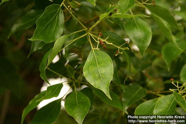 Photo: Cinnamomum camphora 10.