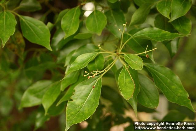 Photo: Cinnamomum camphora 11.