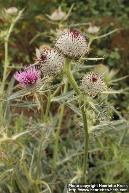 Photo: Cirsium eriophorum 6.