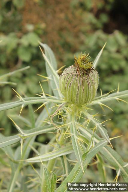 Photo: Cirsium eriophorum 8.