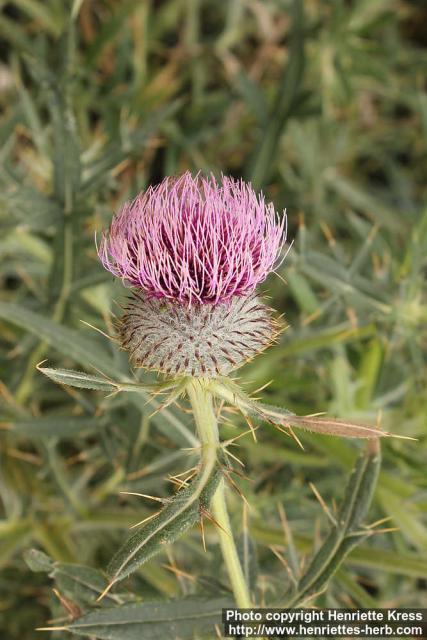 Photo: Cirsium eriophorum 9.