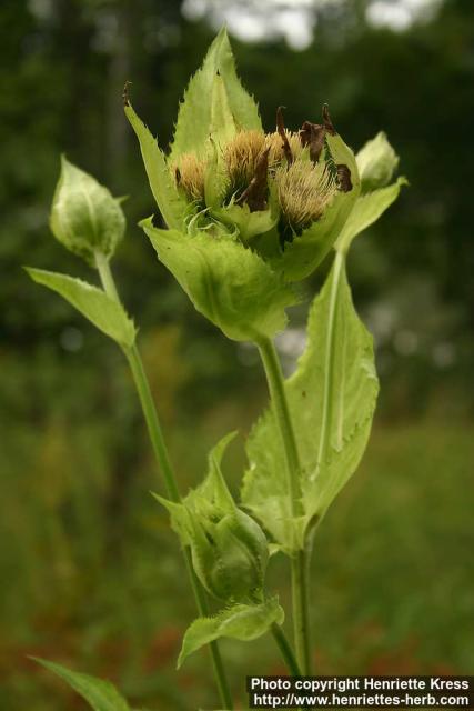 Photo: Cirsium oleraceum 0.