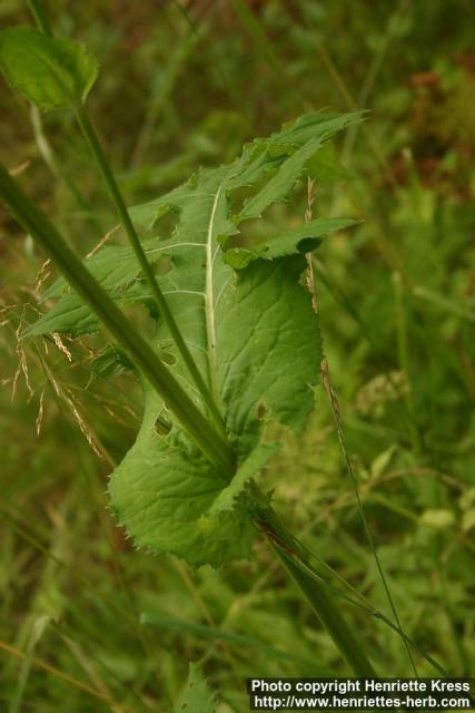 Photo: Cirsium oleraceum 1.