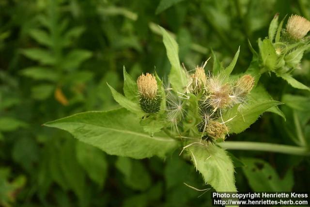 Photo: Cirsium oleraceum 7.