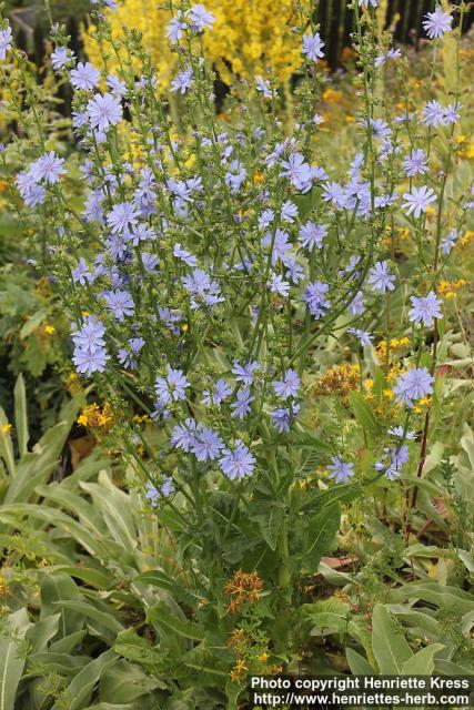 Photo: Cichorium intybus 19.