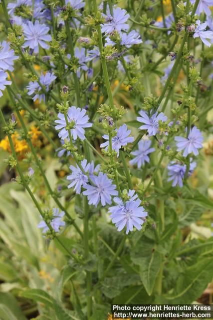 Photo: Cichorium intybus 20.