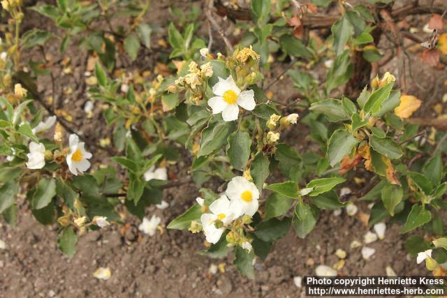 Photo: Cistus laurifolius 0.