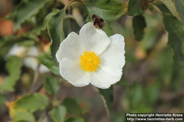 Photo: Cistus laurifolius 1.