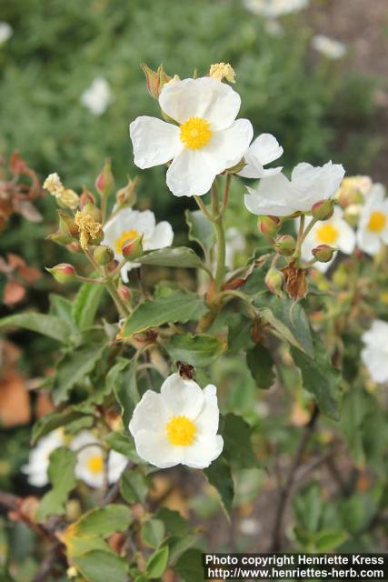 Photo: Cistus laurifolius 2.