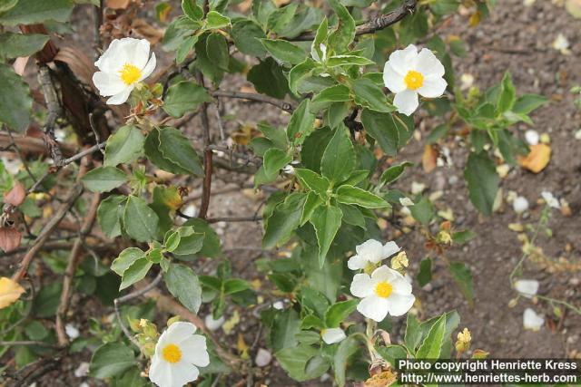 Photo: Cistus laurifolius 3.