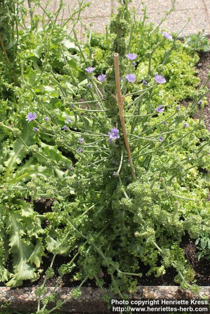 Photo: Cichorium endivia 2.