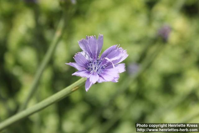 Photo: Cichorium endivia 4.