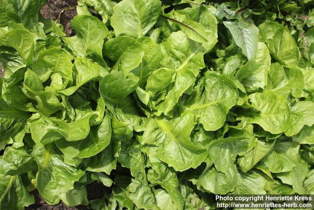 Photo: Cichorium intybus foli 1.